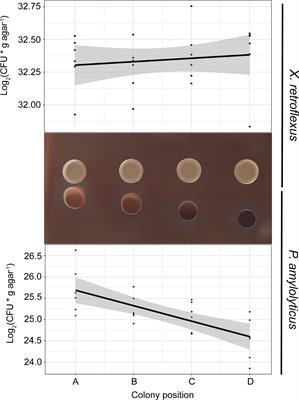 Metabolic Profiling of Interspecies Interactions During Sessile Bacterial Cultivation Reveals Growth and Sporulation Induction in Paenibacillus amylolyticus in Response to Xanthomonas retroflexus